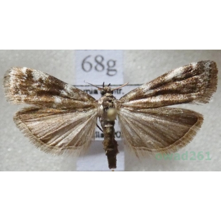 Assara terebrella (Zincken, 1818) Czech68g